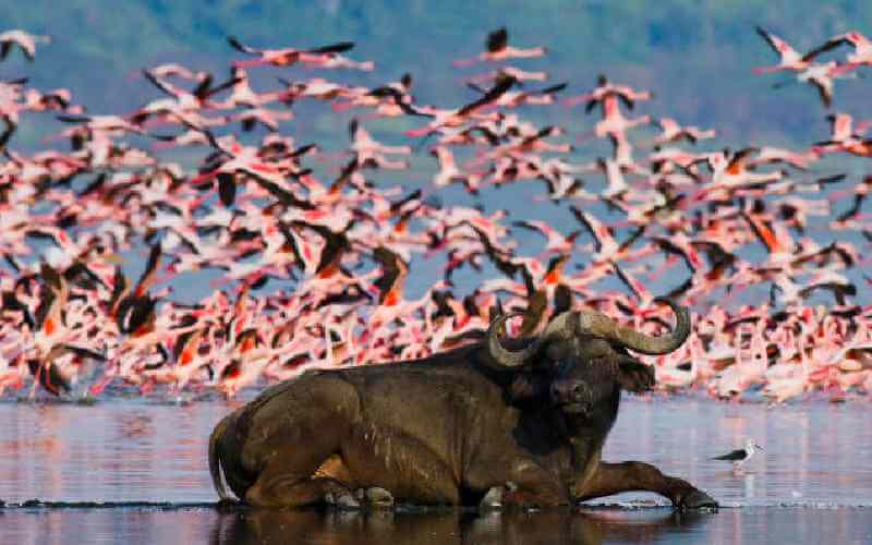 Lake Baringo 